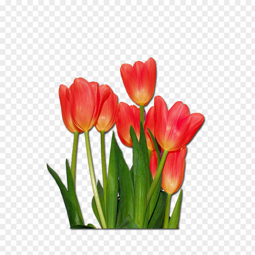 Dye Tulip Flower Message PNG