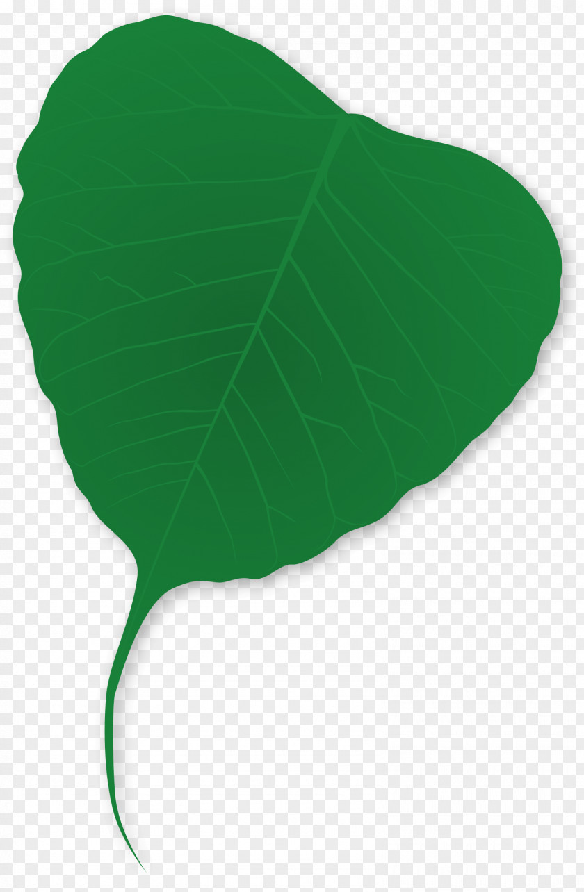 Green Leaves Plant Tree Leaf PNG
