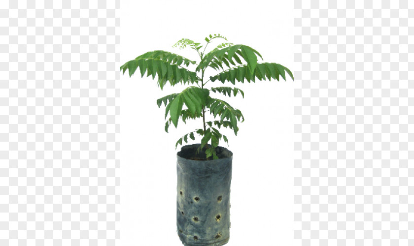 Leaf Arecaceae Flowerpot Houseplant Plant Stem PNG