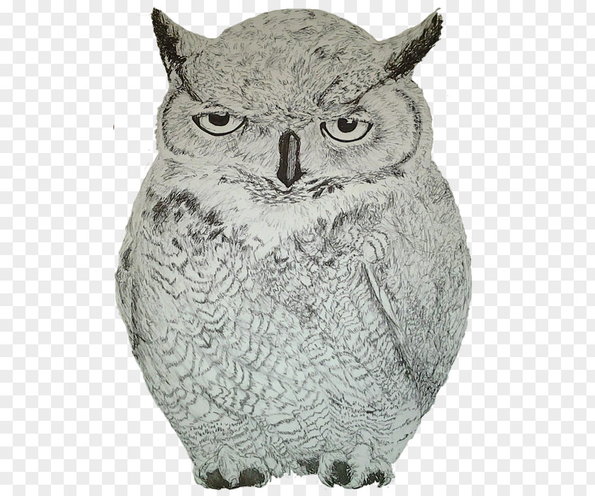 Owl Back Fauna Beak PNG