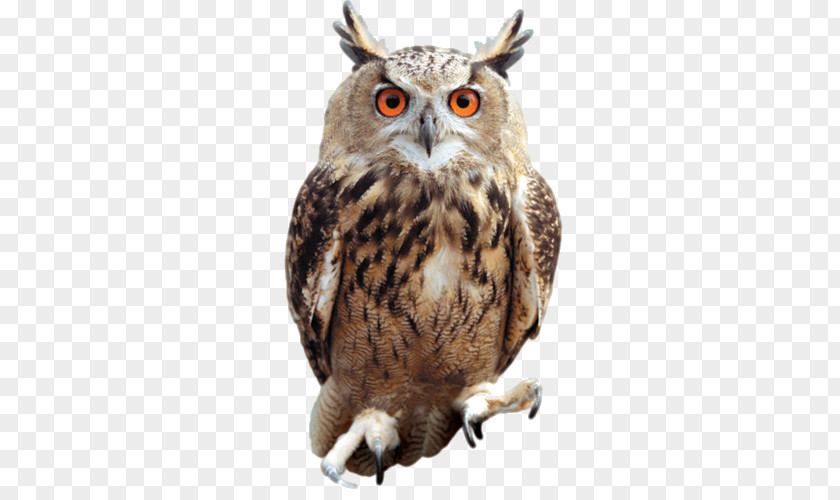 Owl Raptor Animals Tawny Bird Clip Art PNG