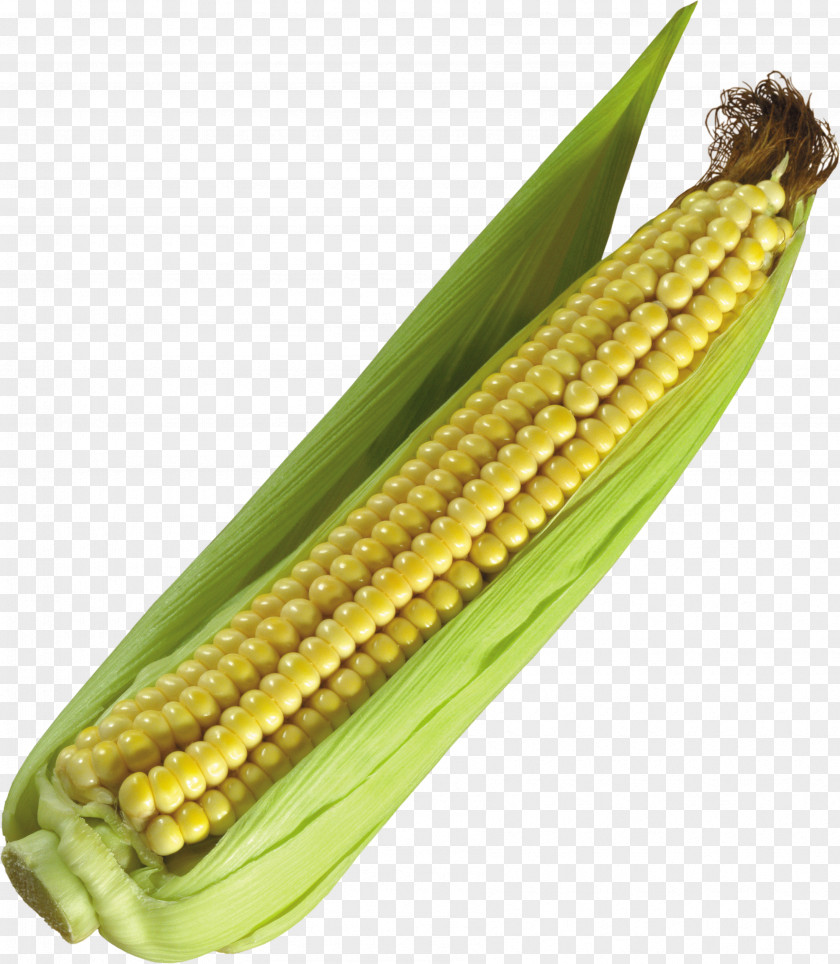 Corn Image On The Cob Maize Icon PNG