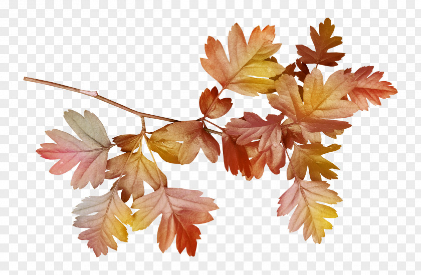 Leaf Clip Art PNG