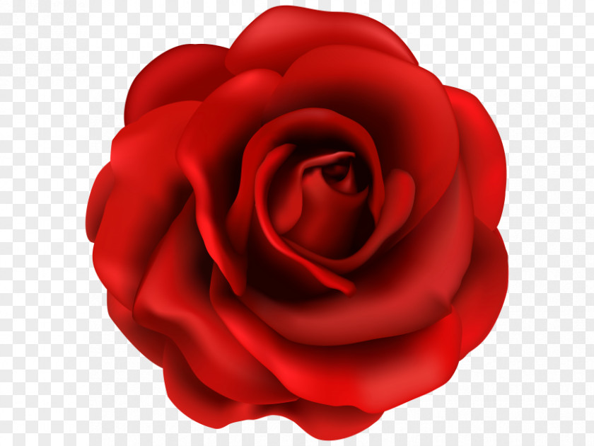Rose Streamer Clip Art Flower Image PNG