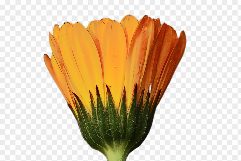 Calendula English Marigold Blossom Background PNG