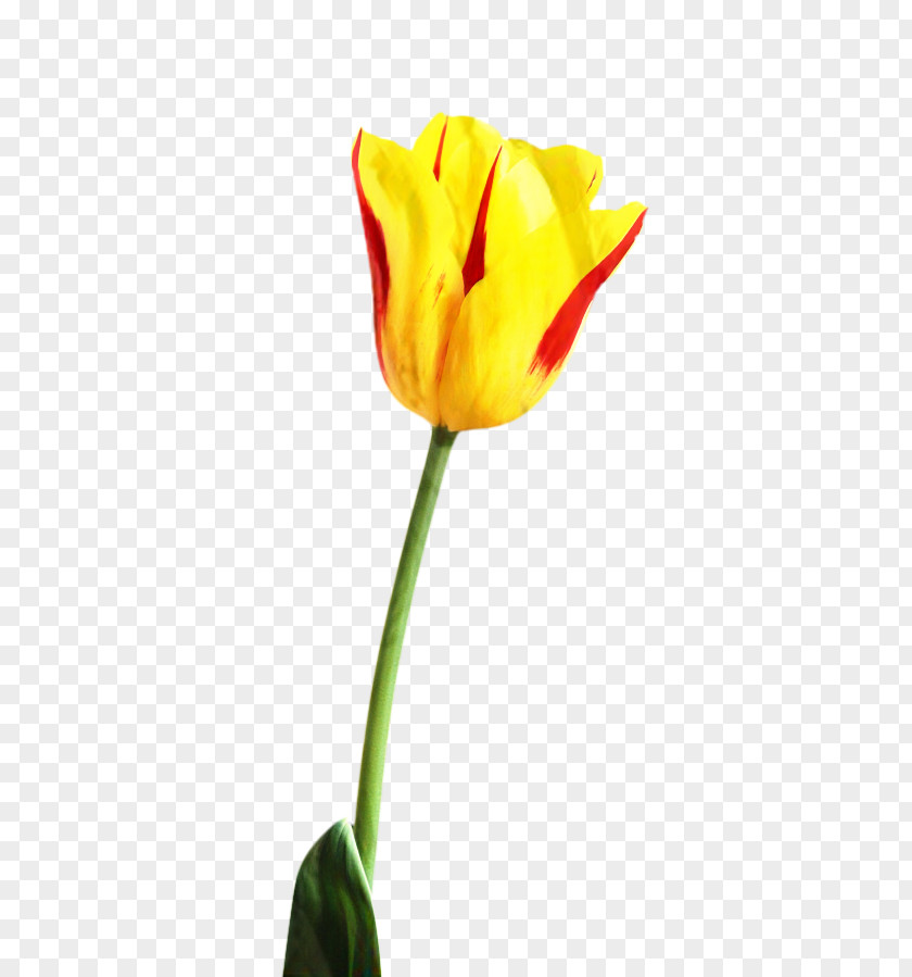 Lily Family Bud Flowers Background PNG