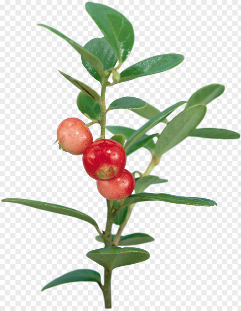 Pineapple Fruit Lingonberry Cranberry PNG