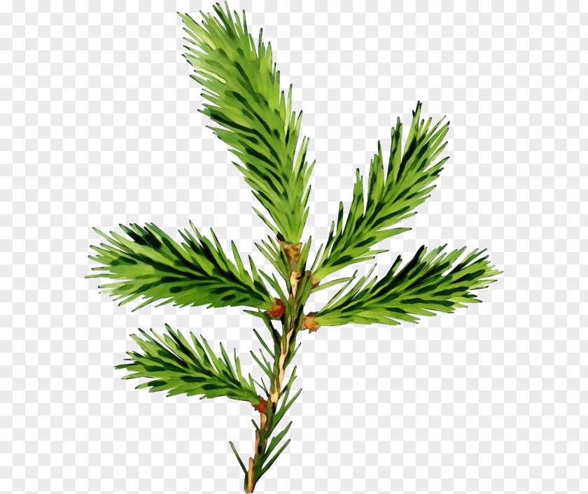 Shortleaf Black Spruce Columbian Jack Pine White Yellow Fir PNG