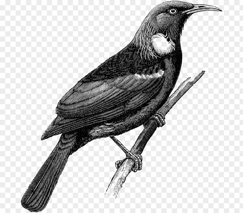 Tui Illustration American Crow Drawing New Zealand Vector Graphics PNG