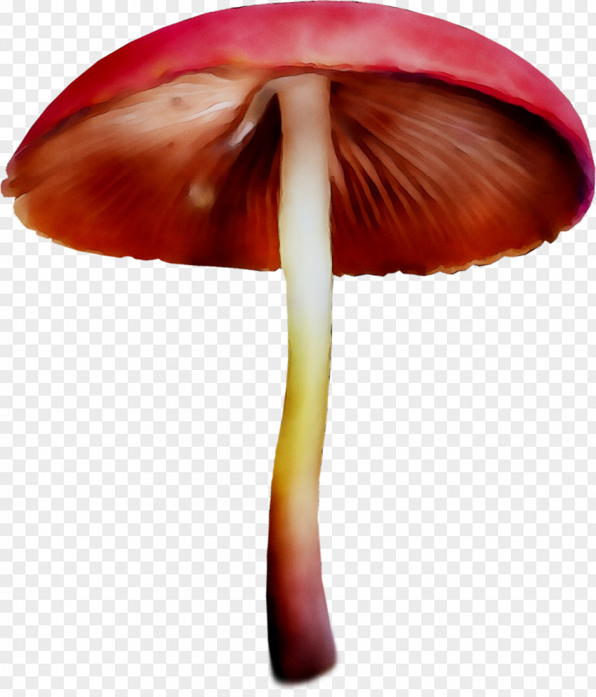 Clitocybe Nuda Edible Mushroom Fungus Lepista PNG