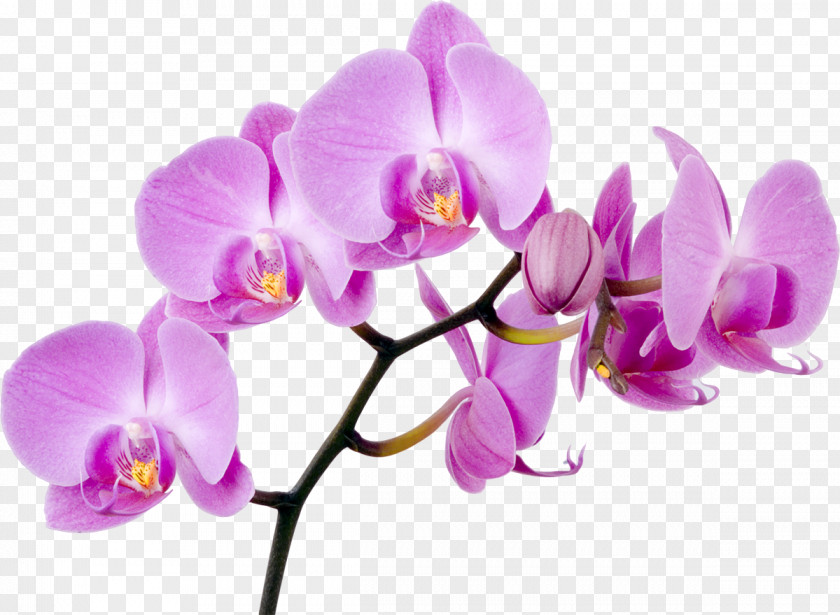 Lily Moth Orchids Flower Singapore Orchid PNG