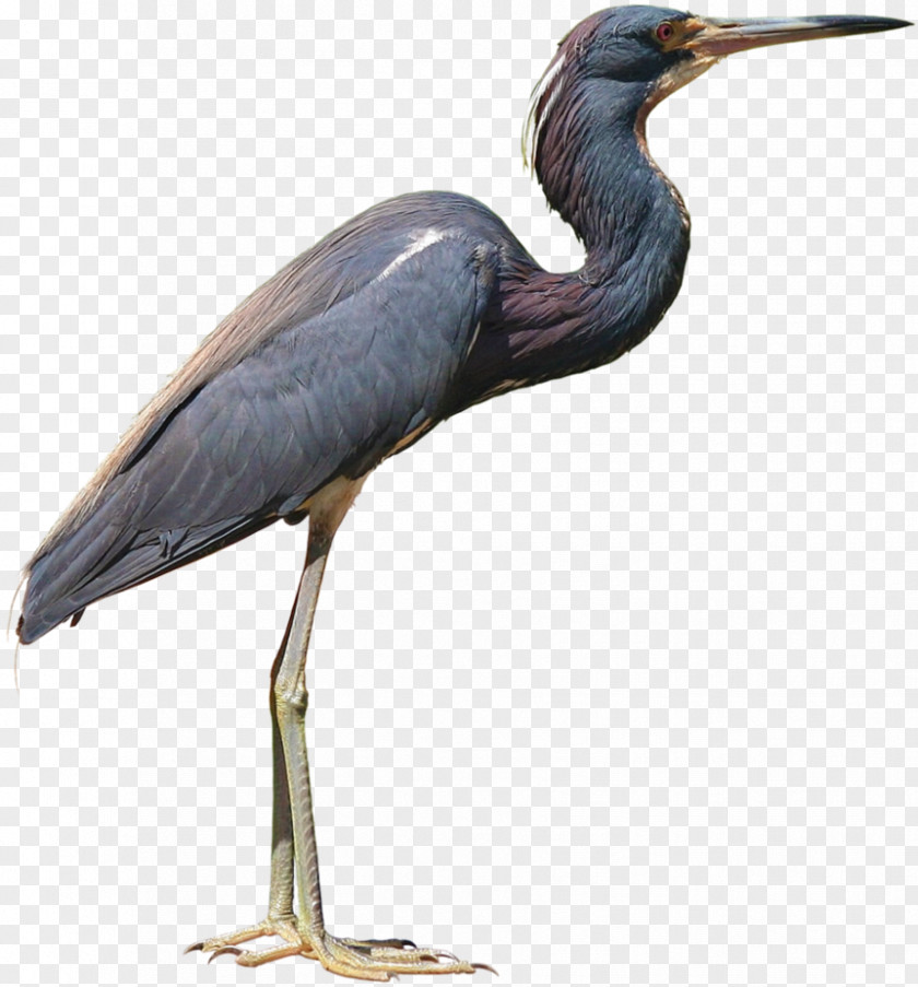 Little Blue Heron PNG