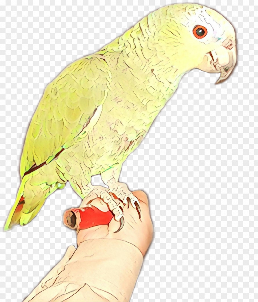Lorikeet Budgie Bird Parrot Beak Parakeet PNG