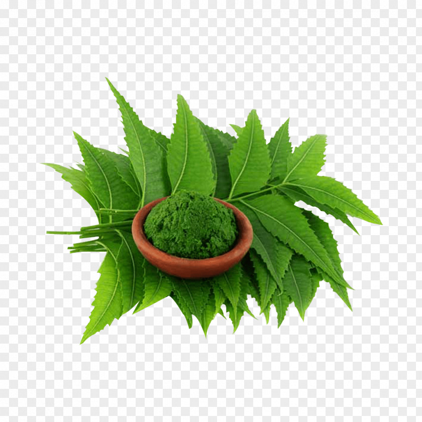 Neem Leaf Tree Oil Extract Plant PNG