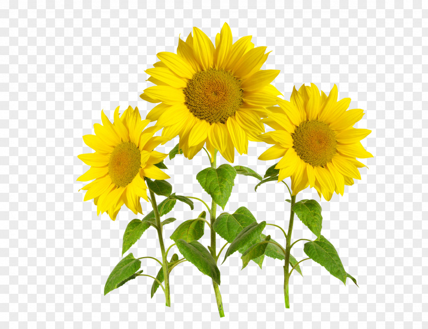 Sunflower Common Template PNG