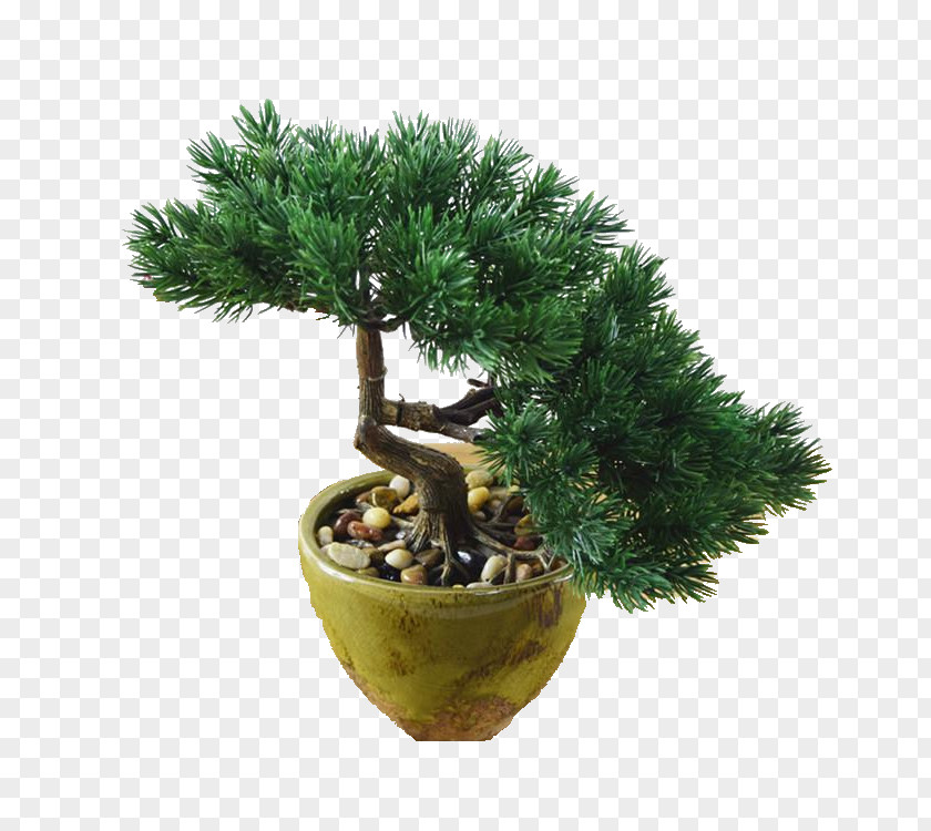 Tree Bonsai Flowerpot Evergreen PNG