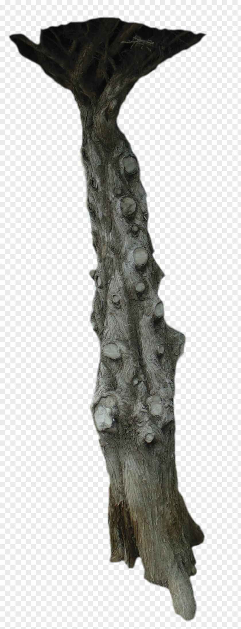 Tree Trunk PNG