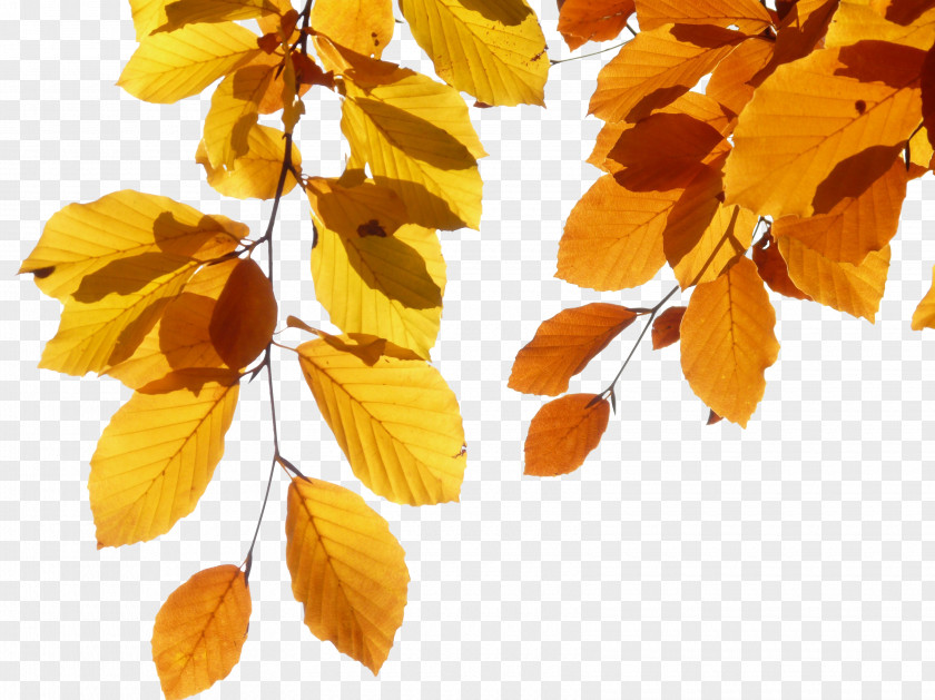 Yellow Leaves European Beech Autumn Leaf Color Throw Pillow PNG