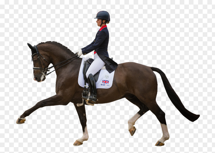 Horse Riding Equestrian Dressage English Bridle PNG
