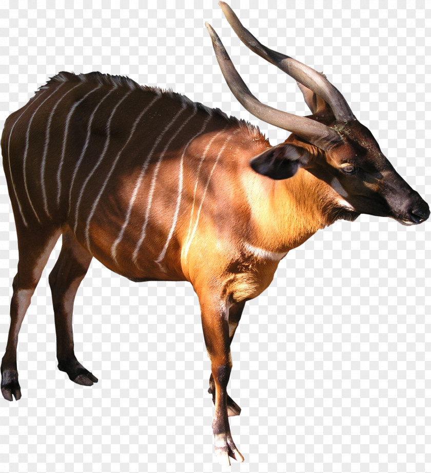 POLLUTION Antelope Bongo Cattle Texture Mapping Kudu PNG