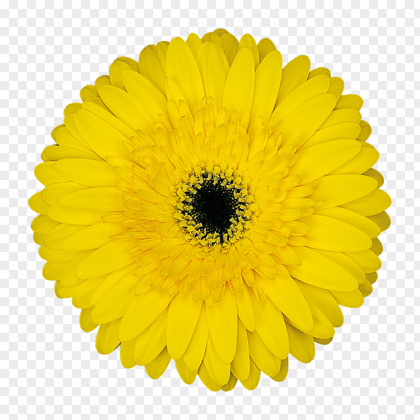 Amulet Transvaal Daisy Common Stock Photography Yellow Flower PNG