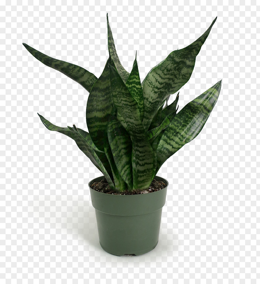 Arrowroot Family Perennial Plant Aloe Vera Leaf PNG