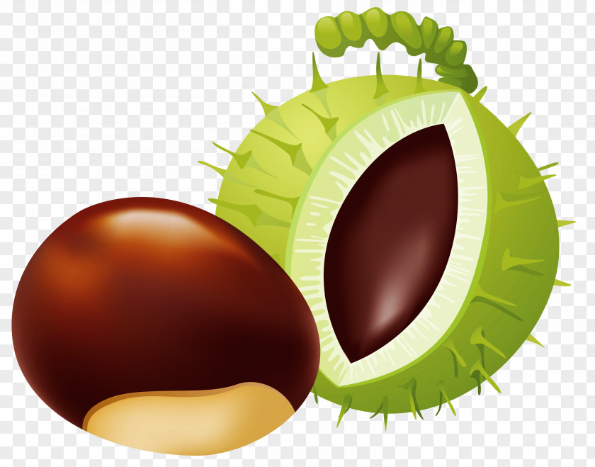 Clip Art Chestnut PNG