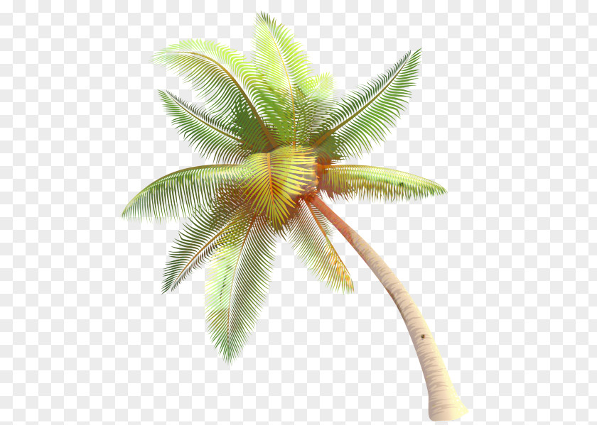 Coconut Palm Trees Clip Art PNG