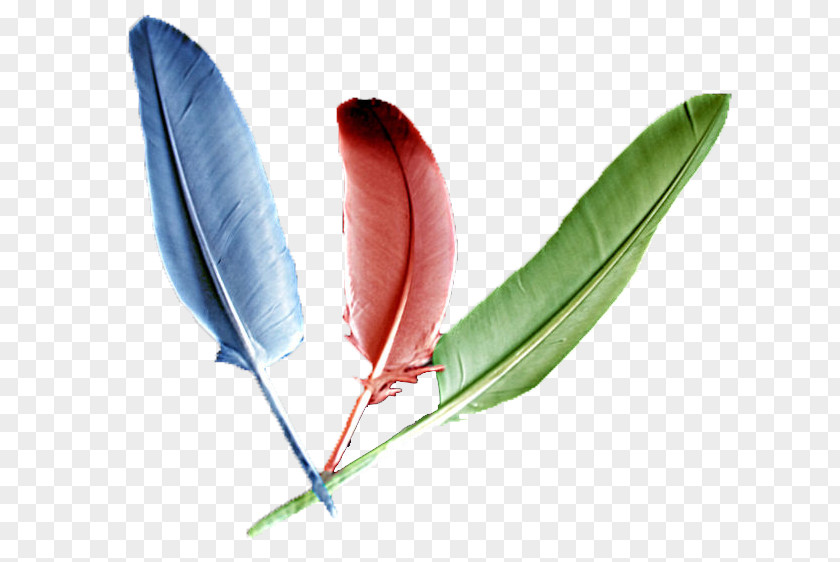 Feather PNG