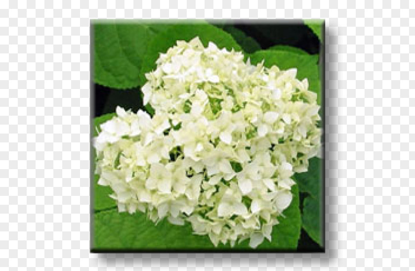 Hydrangeas Hydrangea Shrub Garden Common Hibiscus Rose PNG