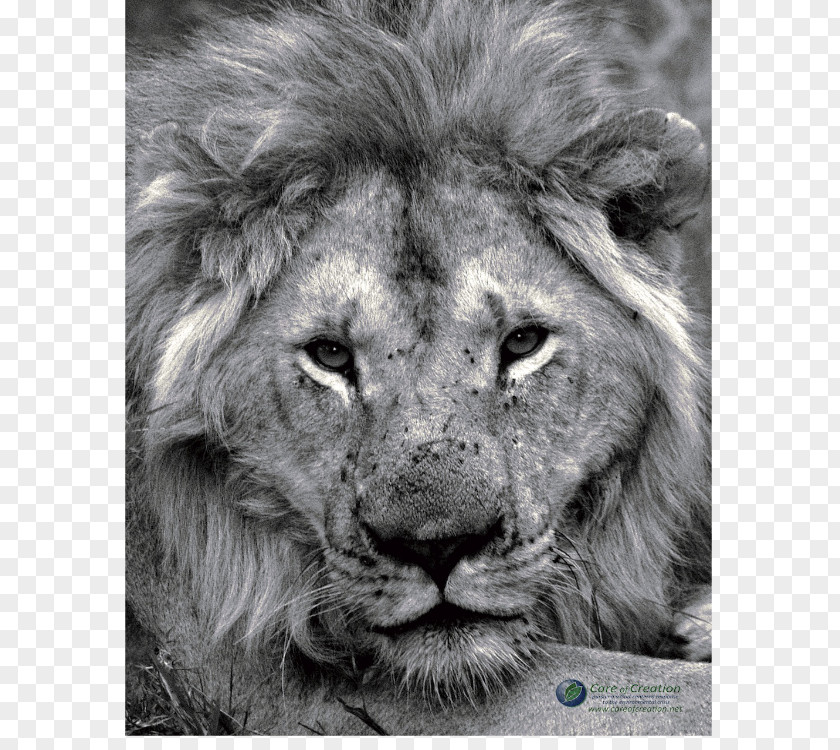 Roar East African Lion Film Poster Lion's PNG