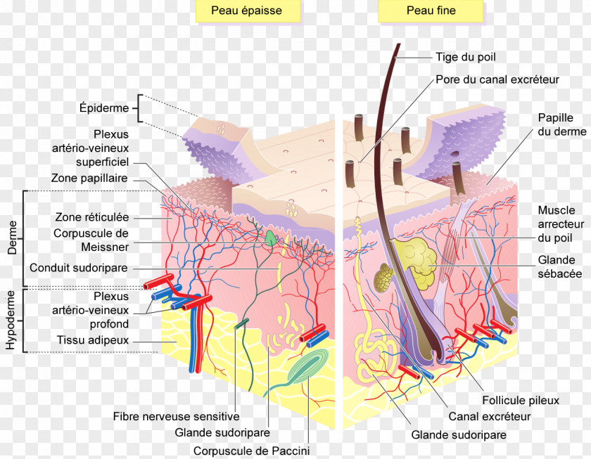 Skin Human Epidermis Subcutaneous Tissue PNG