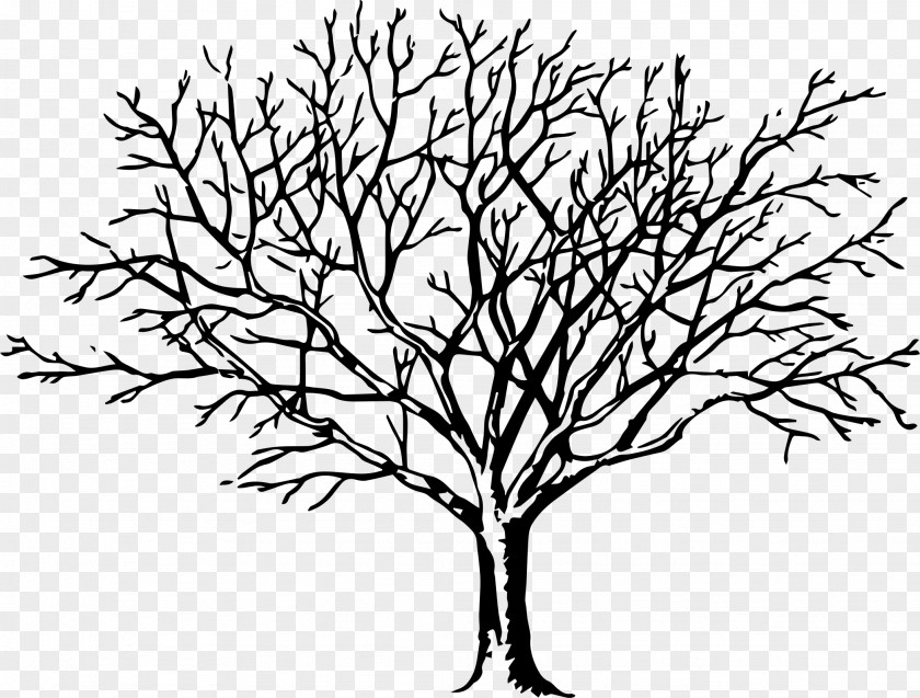 Walnut Tree Branch Clip Art PNG