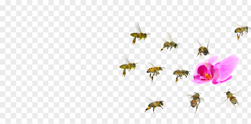 Bee Western Honey Insect Beehive PNG