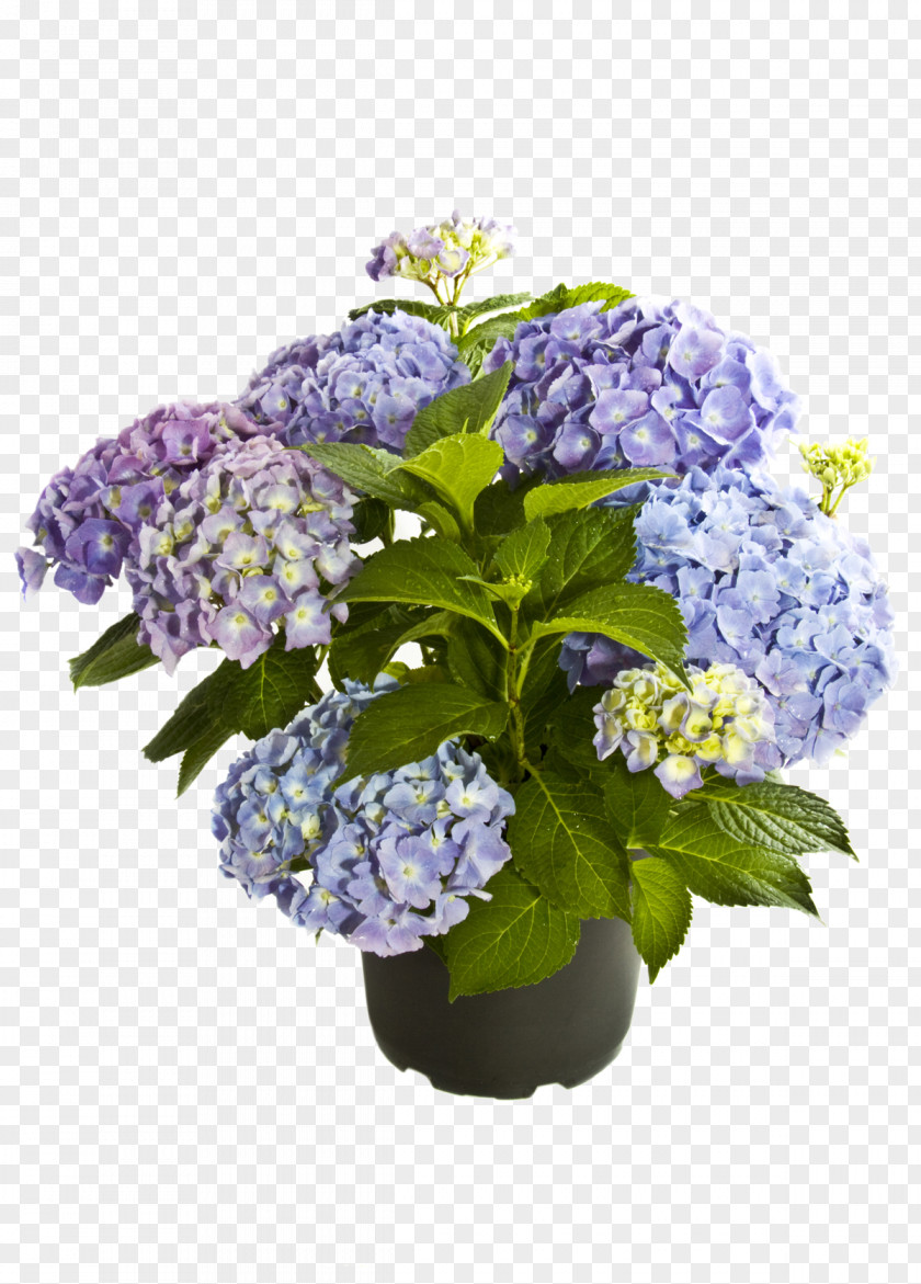 Flower French Hydrangea Lilac Plants Violet PNG