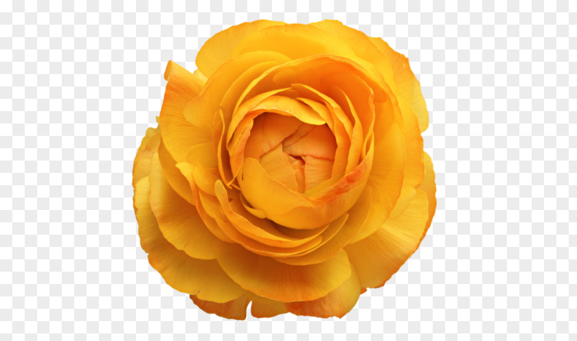 Flower Photoshop Plugin Rose PNG