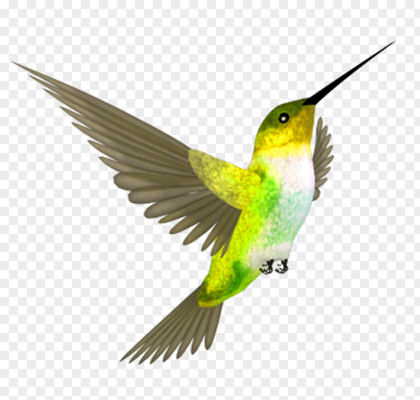 Green Fly Bird Hummingbird Flight Beak PNG