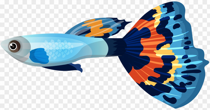 Male Guppy Fish Clip Art Image Goldfish Sailfin Molly PNG