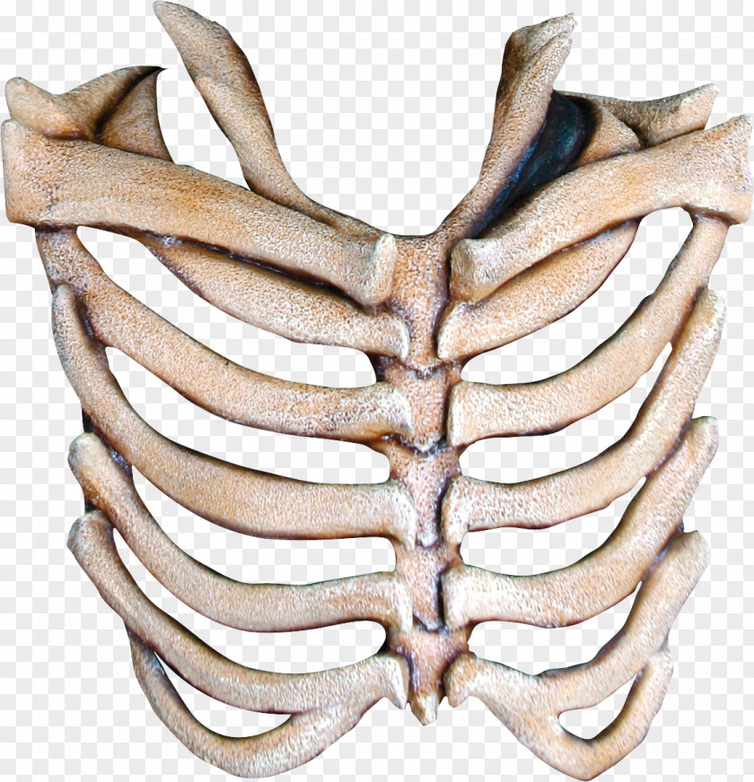 Mask Human Skeleton Bone Rib PNG