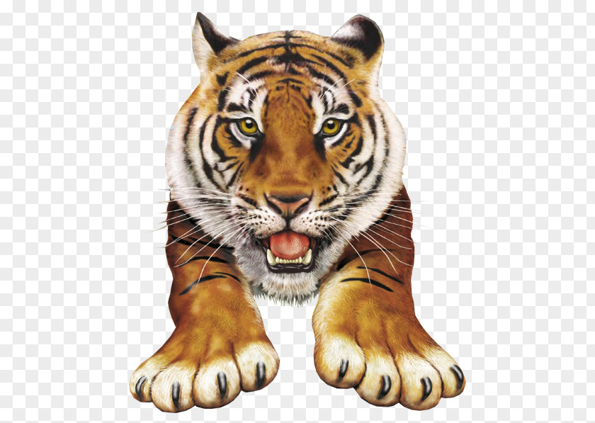 Tiger Amazing Pop-up Animal Atlas Clip Art Image PNG