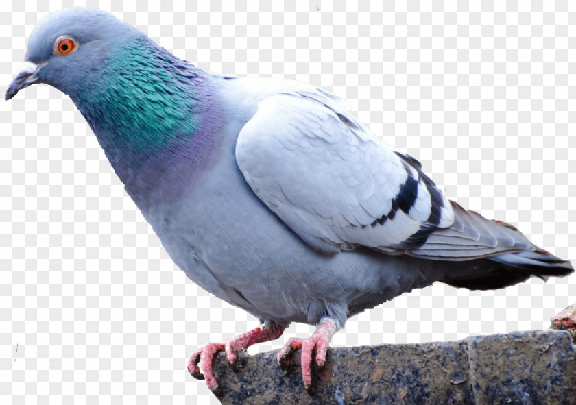 Bird Pigeons And Doves Homing Pigeon Racing Homer Fancy PNG