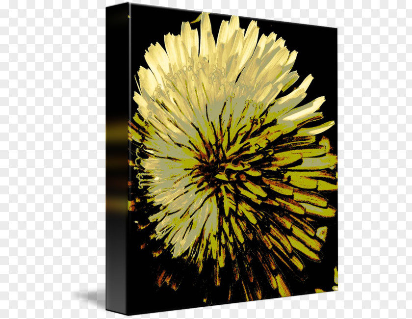 Dandelion Stock Photography Sunflower M Chrysanthemum PNG