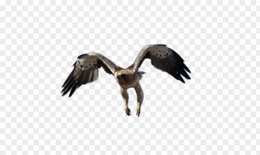 Eagle Vulture Fauna Wildlife Beak PNG