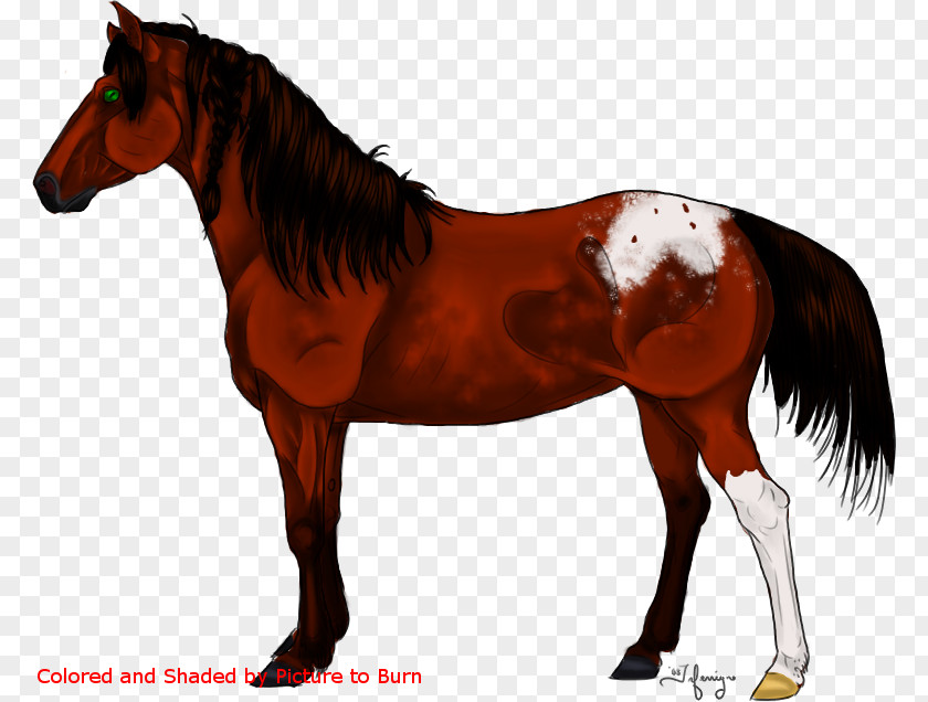 Mustang Mane Stallion Foal Colt PNG