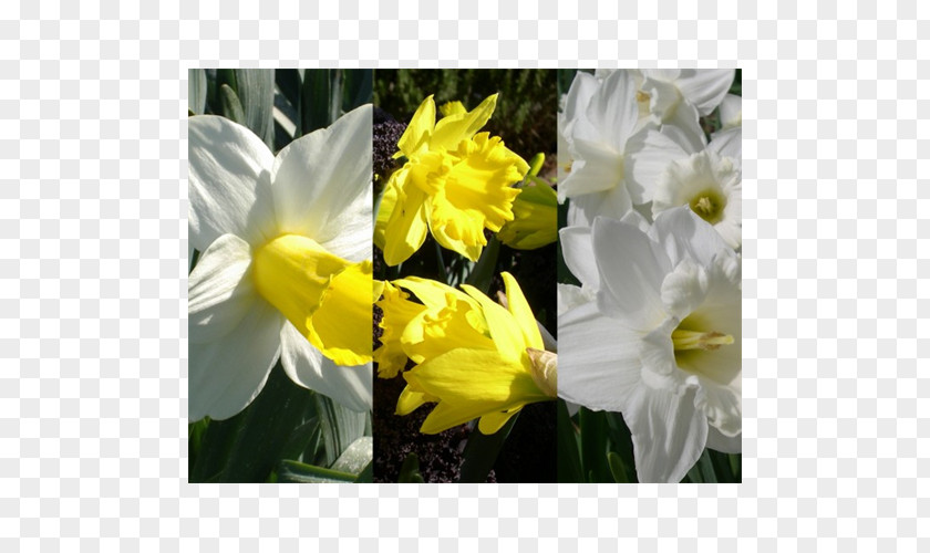Peruvian Lily Narcissus Daisy Family Herbaceous Plant Common PNG