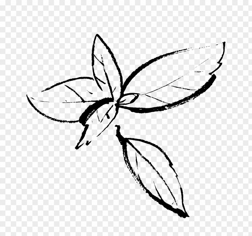 Basil Drawing Insect Organic Beef Line Art PNG