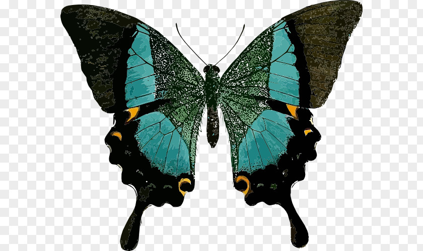 Blue Butterfly Swallowtail Papilio Blumei Palinurus PNG