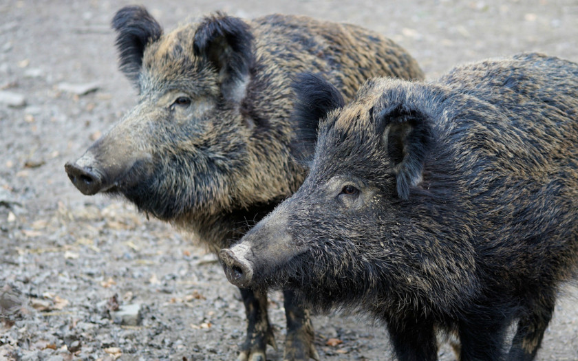 Boar Wild Hunting Pig Farming African Swine Fever PNG