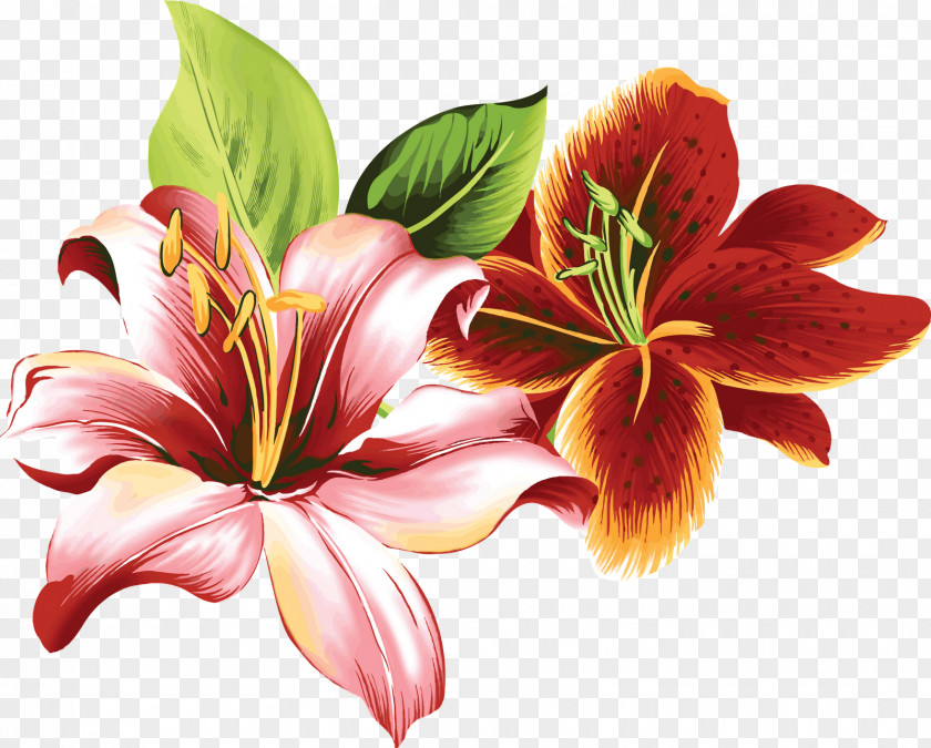 Flower Lilium Color Clip Art PNG