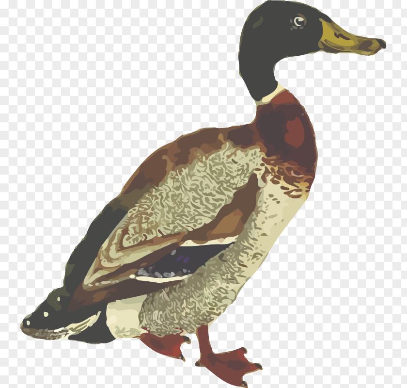 Isolated Vector Mallard Duck Clip Art PNG
